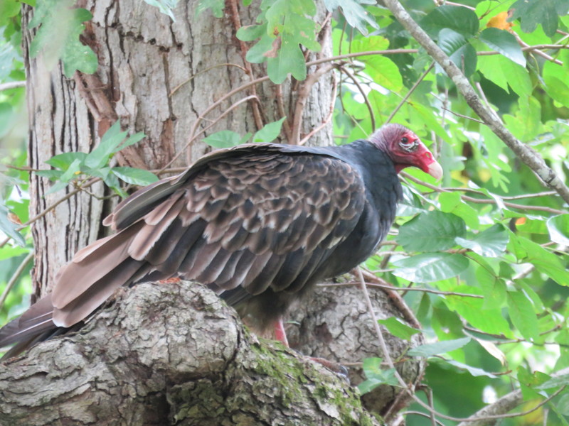 Turkey Vulture