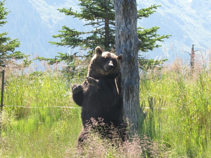 A bear scratching its back