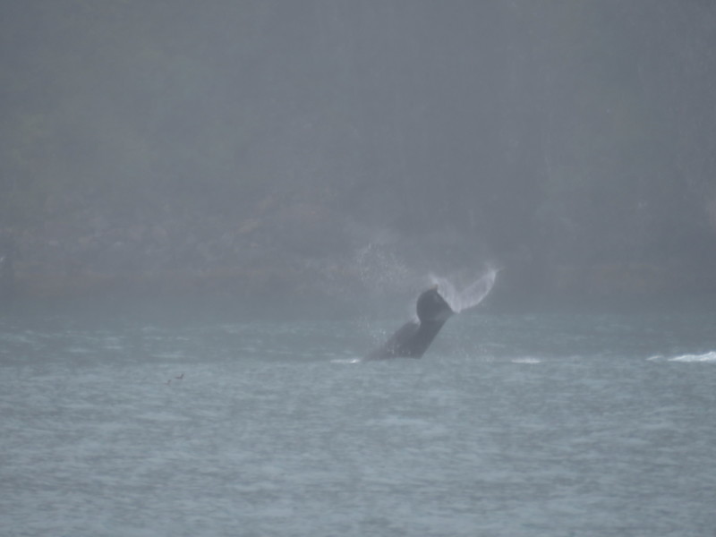 A humpback whale
                showing off