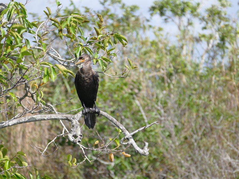 The Everglades