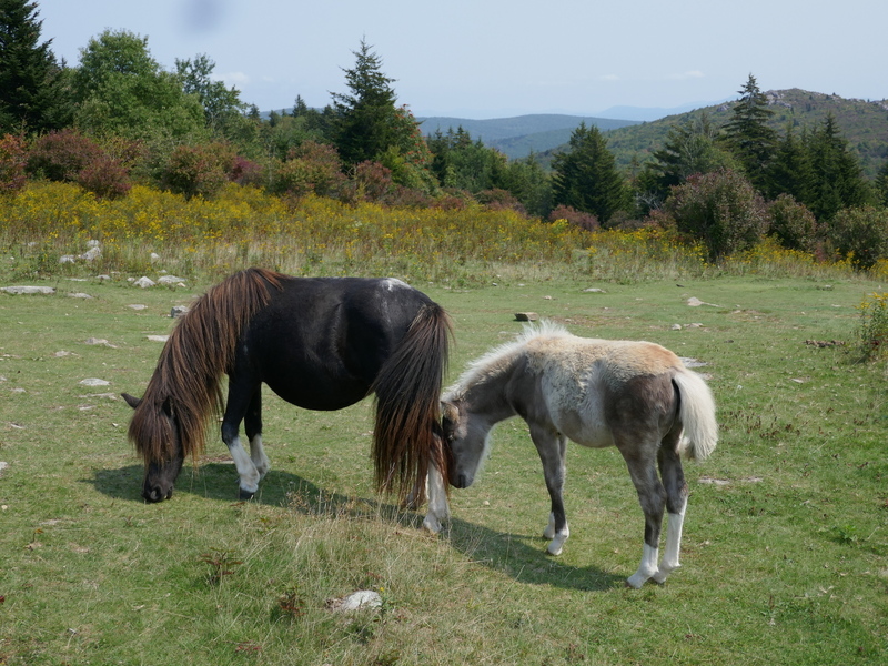 Ponies at Grayson Highlands